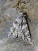 Catocala diversa